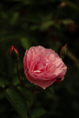 pink rose on a green background