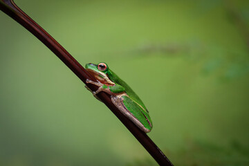 green tree frog