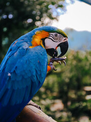 blue and yellow macaw