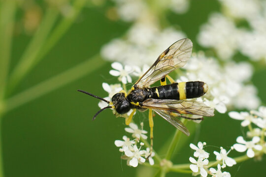 Closeup on a wasp mimicking sawlfy, Tenthredo temula sitting on white cow parsley flower , Anthriscus sylvestris
