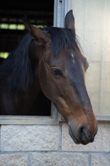 brown horse showing the head over a window in a farm