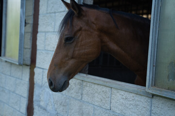 Fototapeta premium horse showing its head through the window in a stable