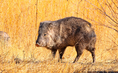 Javalina in the field
