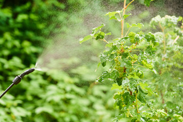 Spraying tree leaves against pests with chemicals or ecological. Detail of spraying. 