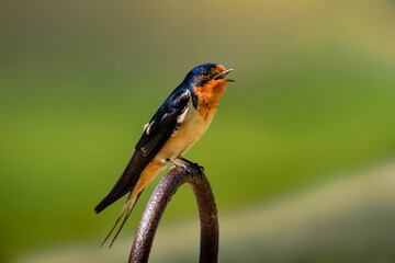 A male barn swallow  standing on the top of a steel loop by the river