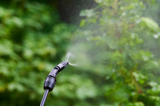 Spraying tree leaves against pests with chemicals or ecological. Detail of spraying. 