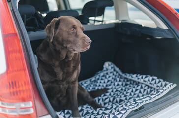 chocolate labrador retriever dog sitting in the trunk of a car with a sad look on his face