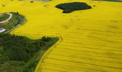 Top view of the yellow rapeseed fields. Agro background for design and advertising of agricultural crops