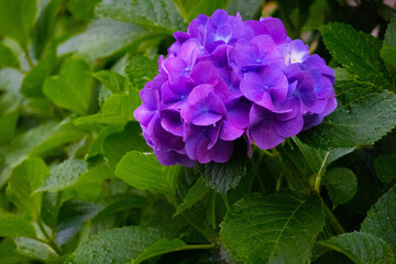雨後の紫陽花