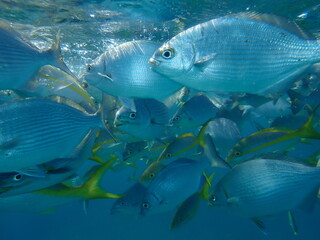 Naklejka premium Pacific drummer or Bermuda chub or grey drummer, Pacific chub (Kyphosus sectatrix) undersea, Atlantic Ocean, Cuba, Varadero