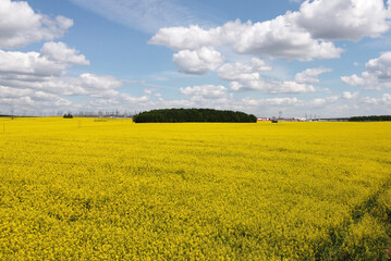 Obraz premium Top view of the yellow rapeseed fields. Agro background for design and advertising of agricultural crops