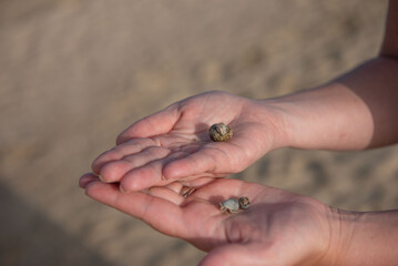 Hermit crab plays on a women hand
