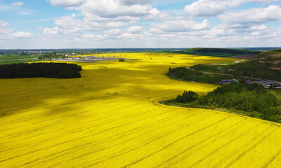 Top view of the yellow rapeseed fields. Agro background for design and advertising of agricultural crops