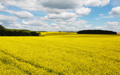 Obraz premium Top view of the yellow rapeseed fields. Agro background for design and advertising of agricultural crops