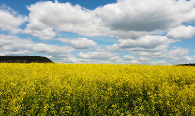 Fototapeta premium Top view of the yellow rapeseed fields. Agro background for design and advertising of agricultural crops
