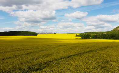 Obraz premium Top view of the yellow rapeseed fields. Agro background for design and advertising of agricultural crops