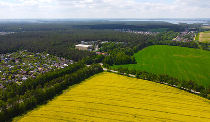 Top view of the yellow rapeseed fields. Agro background for design and advertising of agricultural crops