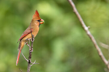 Northern cardinal bird eating seed and perched on a branch with blurry background in the tropical jungle in sian Kaan national park near Tulum 