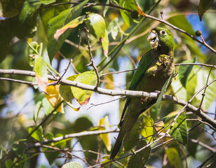 Green parrot eating nuts and standing on a branch in a green leaves tree in the tropical jungle of Yucatan near Tulum on a sunny day