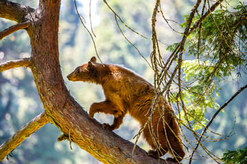 Obraz premium Bear in Sequoia National Park