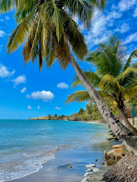 A palm tree on an idyllic beach in Saint Lucia