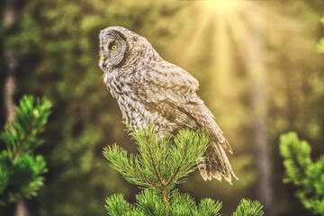 Barred Owl at sunset looking for the next meal