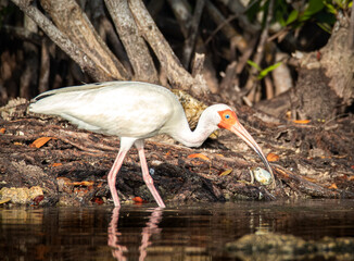 White Ibis with white feather and long beak fishing in mangrove forest in sian Kaan national park near Tulum 