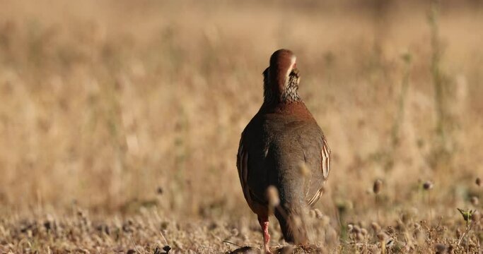 partridge in natural environment on sunset