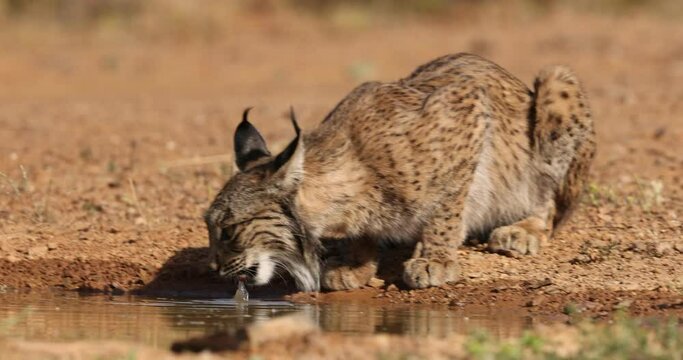 iberian lynx drinking water in freedom