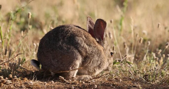 wild rabbit eating in its natural environment