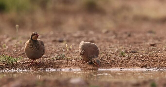 red partridges drinking water in a pond