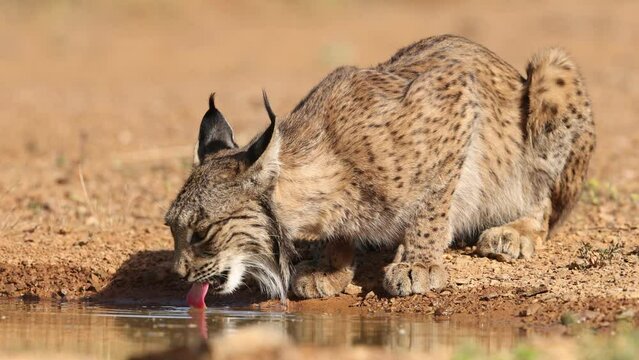 iberian lynx drinking water in freedom