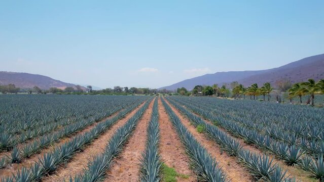Blue agave plantation in the field to make tequila aerial view