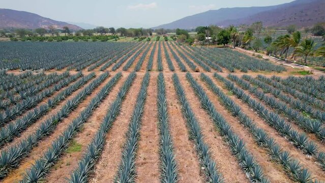 Blue agave plantation in the field to make tequila aerial view
