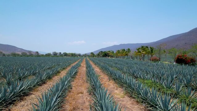 Blue agave plantation in the field to make tequila aerial view