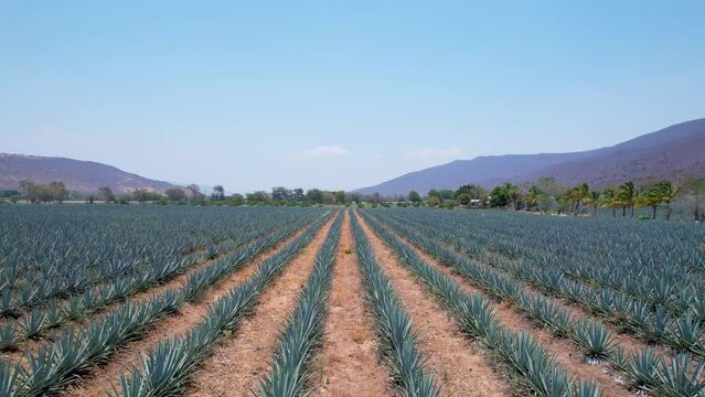 Blue agave plantation in the field to make tequila aerial view