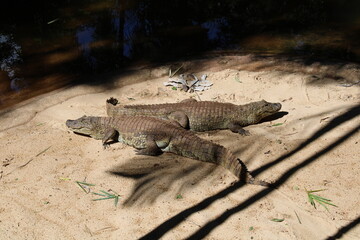 Alligators