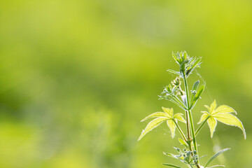 Obraz premium Using green leaves as a background natural environment, ecology, wallpaper concept to express the natural scenery of green leaves on a blurred green background in the garden