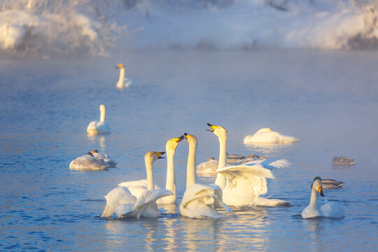 White whooper swans swimming in the nonfreezing winter lake. Altai, Russia
