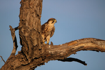 Lanner Falcon, Kgalagadi, South Africa