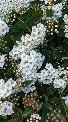 Nice white flowers and bright green leaves are on the branch. Natural background. Photo of white flowers for wallpaper.