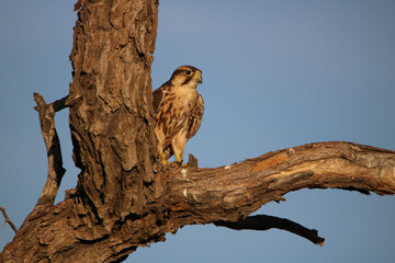 Lanner Falcon, Kgalagadi, South Africa