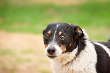 portrait of a dog that walks on the lawn