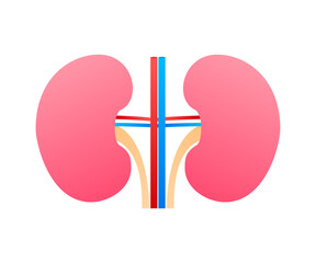 3d illustration with kidneys. Isolated cartoon vector illustration. Healthcare illustration