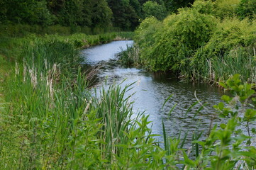 river in the forest