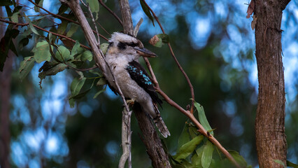 Blue-winged kookaburra