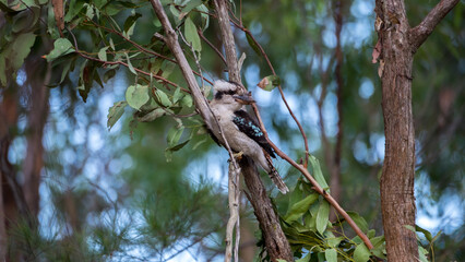 Fototapeta premium Blue-winged kookaburra