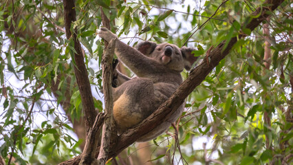 Koala in White's Hill Reserve