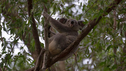 Koala in White's Hill Reserve