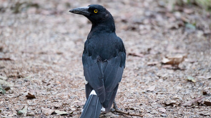 Blackbird with orange eyes.